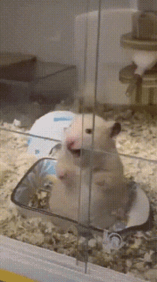 hamster smile smiling creepy golden hamster