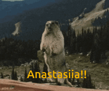 Anastasiia Yelling GIF - Anastasiia Yelling Yell GIFs