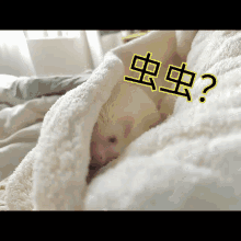 Sakura Hedgehog GIF - Sakura Hedgehog Hedgehog Cute GIFs
