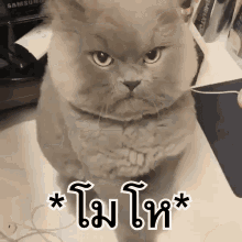 แมวโมโห โกรธ หน้าบึ้ง GIF - Angry Cat Annoyed GIFs