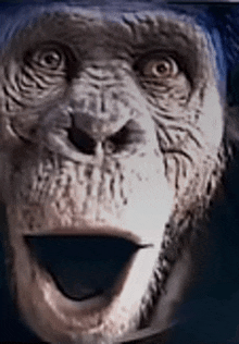 a close up of a monkey 's face with its mouth open