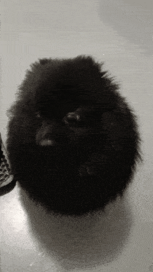 a small black dog is sitting on the floor