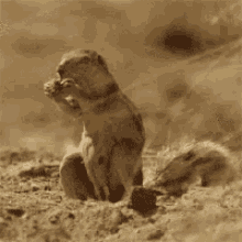 Africa Squirrel GIF