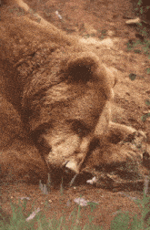 a brown bear is laying down in the dirt with its eyes closed