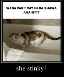Stinker Smelly GIF - Stinker Smelly Cat GIFs