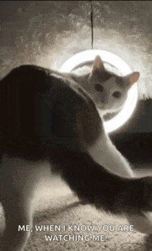 Twerk Cat Dae Cat GIF - Twerk Cat Dae Cat GIFs