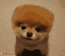 Dog Cute GIF - Dog Cute Pupper GIFs