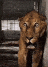Iamtoffie Scary GIF - Iamtoffie Scary Scary Lion GIFs