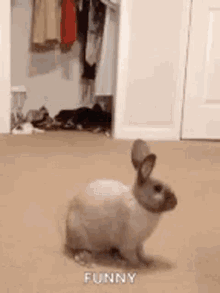 Funny Animals Bunny GIF - Funny Animals Bunny Motherfucker GIFs