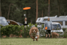 Dogfrisbee Aussie GIF - Dogfrisbee Aussie GIFs