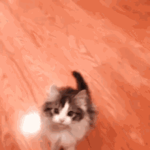 Say "Hi" To Everybody... GIF - Cute Meow Kitten GIFs