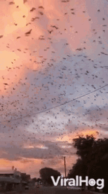 Evening Sky Fly GIF - Evening Sky Fly Flying Foxes GIFs