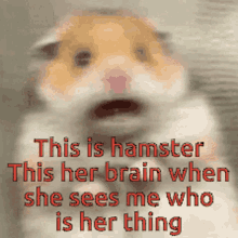 this hamster