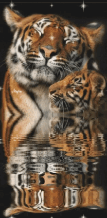 Tiger Cuddle GIF