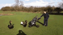 Get Off My Lawn! GIF - Swan Golfer Golf GIFs