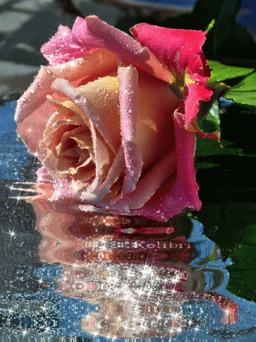 red-pink-rose-pink-water-rose.gif