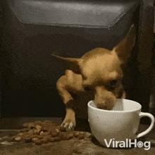 Drinking And Eating Chihuahua GIF - Drinking And Eating Chihuahua Viralhog GIFs