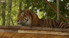 a tiger is laying on top of a wooden platform in a zoo enclosure .