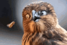 Boop Owl GIF