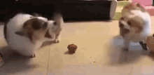 Cute Dog Fight GIF