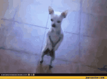 Dancing Dog GIF - Dancing Dog Cute GIFs