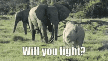 Elephant Rhino GIF - Elephant Rhino Fight GIFs