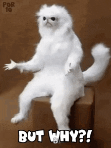 Why Persian Room Cat Guardian GIF - Why Persian Room Cat Guardian But Why GIFs