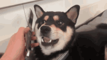 Doge Shiba GIF - Doge Shiba GIFs