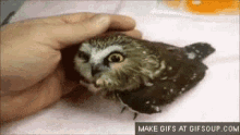 Owl Baby Cuddle GIF - Owl Baby Cuddle Baby Owl GIFs