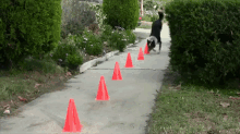 Life Presents Many Interesting Obstacles GIF - Dogs Tricks Walking GIFs