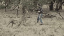 Fighting Kangourou GIF - Fighting Kangourou Animals GIFs