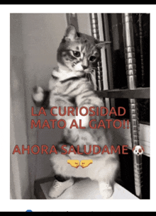 a picture of a cat with the words la curiosidad mato al gato ahora saludame