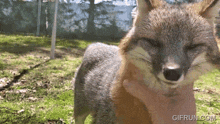 a fox with its eyes closed is being held by a person with gifrun.com in the corner