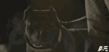 serious team leonittis americas top dog fierce handsome dog