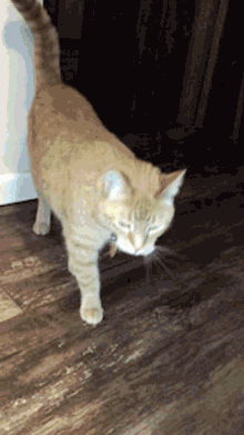 Cat Cat Rubbing GIF - Cat Cat Rubbing Pancake The Cat GIFs