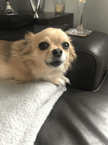 Chihuahua Growl GIF - Chihuahua Growl Rawr GIFs