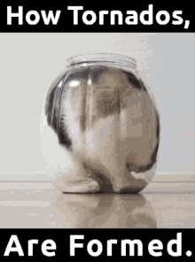 Cat In A Jar GIF - Cat In A Jar GIFs