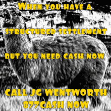 a black and white photo of a llama with the words when you have a structured settlement but you need cash now
