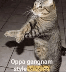 Cat Oppa Gangnam Style GIF - Cat Oppa Gangnam Style Oppa Gangnam Style Cat GIFs