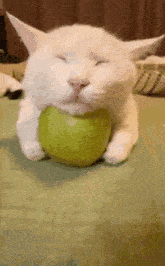 a white cat is holding a green apple in its mouth with its eyes closed