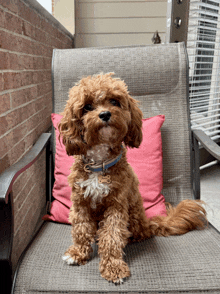 a small brown dog is sitting in a chair with a pink pillow