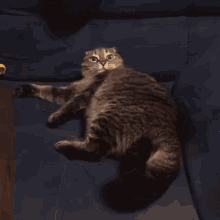 Mydeuk Cat GIF - Mydeuk Cat GIFs