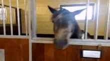 Laughing Horse GIF - Laughing Horse Wtf GIFs