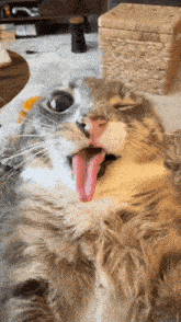 a cat with its tongue hanging out is laying on the floor
