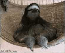 Sloth What GIF
