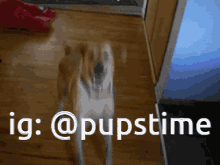 a picture of a dog with the hashtag @pupstime on the bottom
