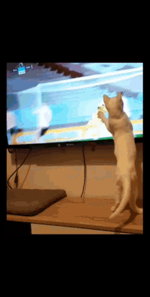 a cat is standing on its hind legs in front of a tv