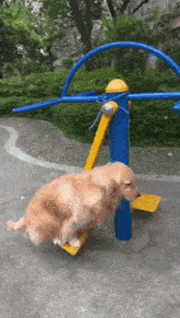 Dog Swing Golden Retriever GIF - Dog Swing Golden Retriever GIFs
