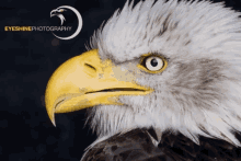 Eagle Bald Eagle GIF - Eagle Bald Eagle Ya GIFs