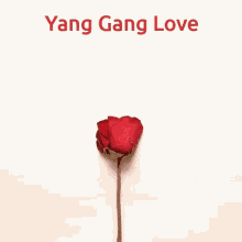 Yang Gang Yang Gang Love GIF